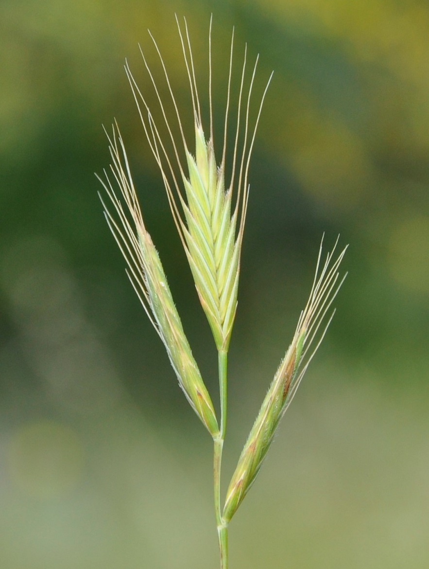 Image of Trachynia distachya specimen.