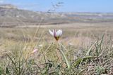 Tulipa biflora