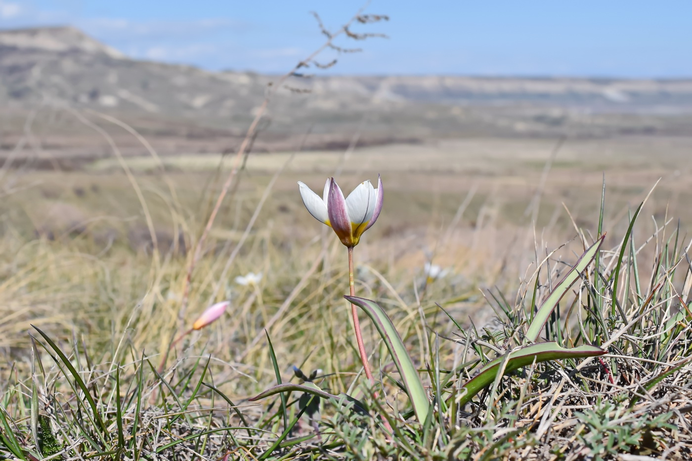 Image of Tulipa biflora specimen.