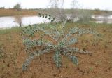 Astragalus chiwensis