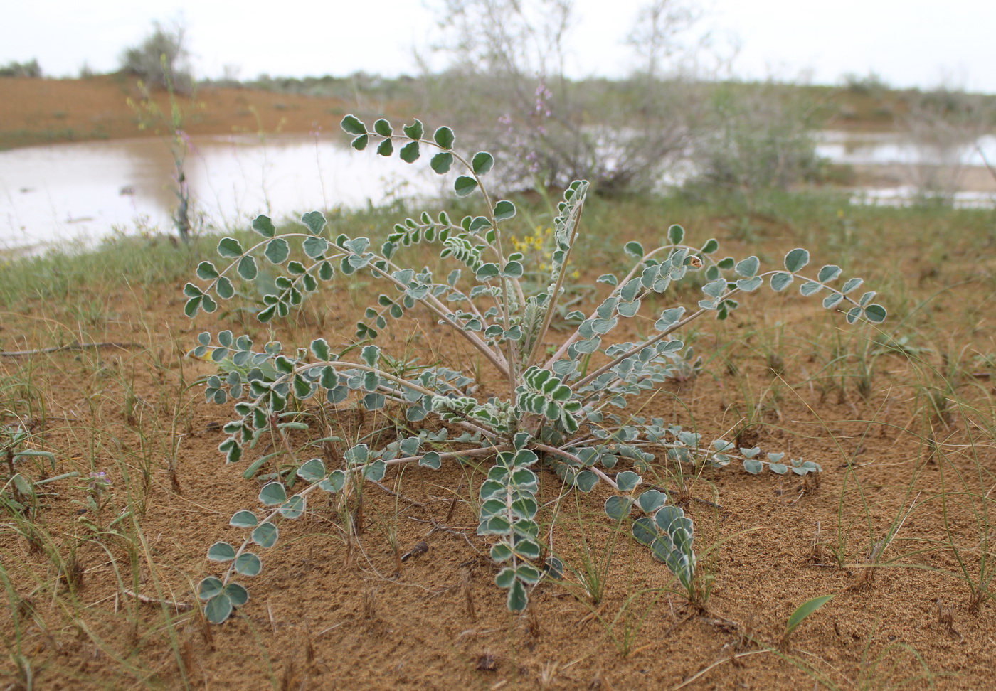 Image of Astragalus chiwensis specimen.