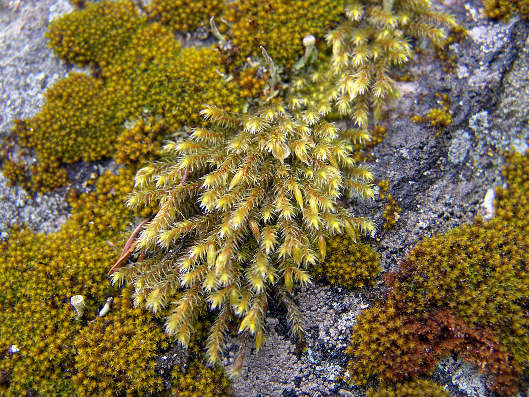 Image of Hedwigia ciliata specimen.