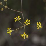genus Bupleurum