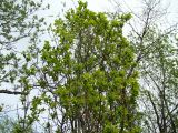 Image of taxon representative. Author is Марина Ворошилова