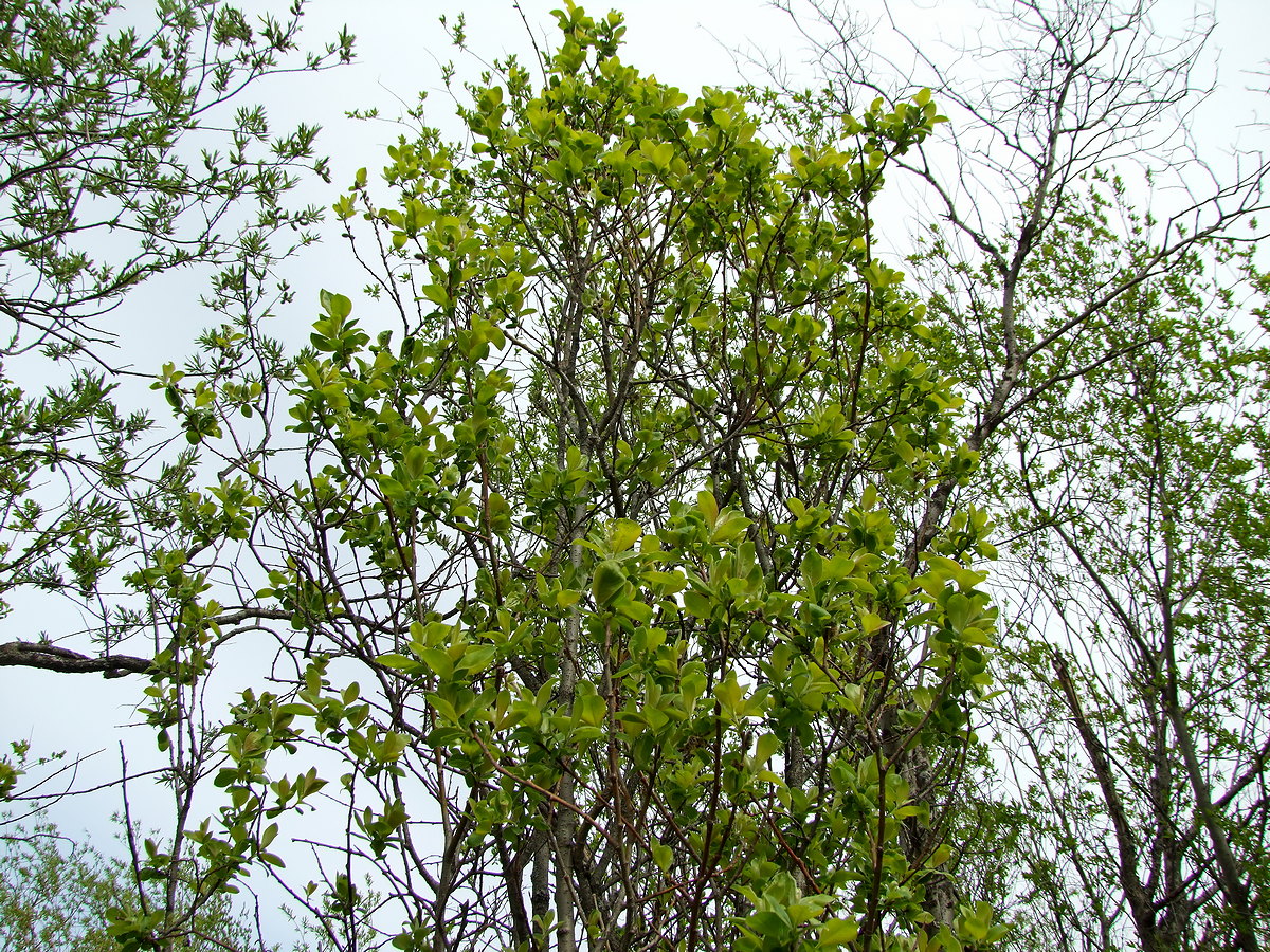 Image of Salix abscondita specimen.