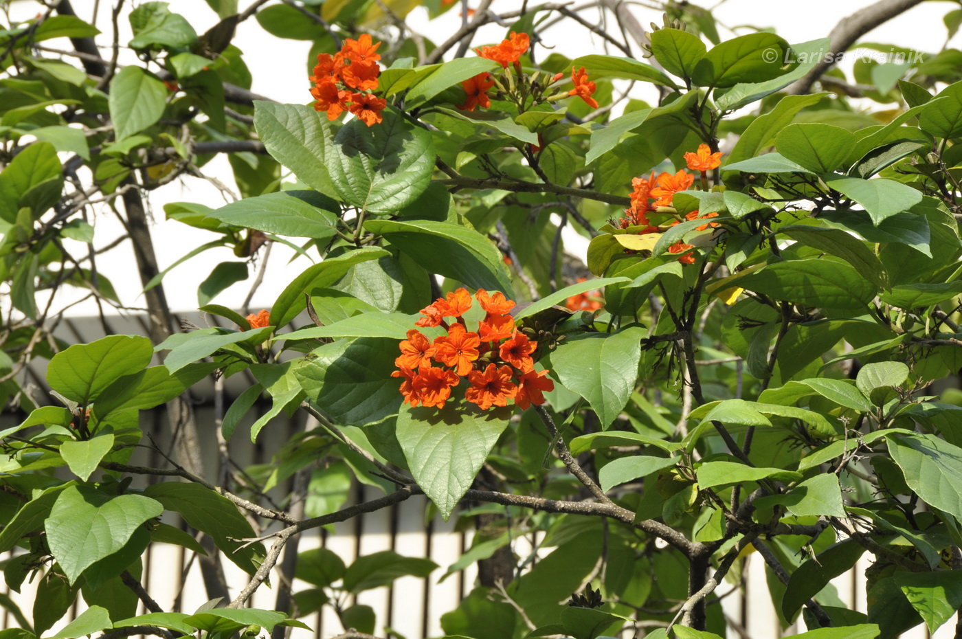 Image of Cordia sebestena specimen.