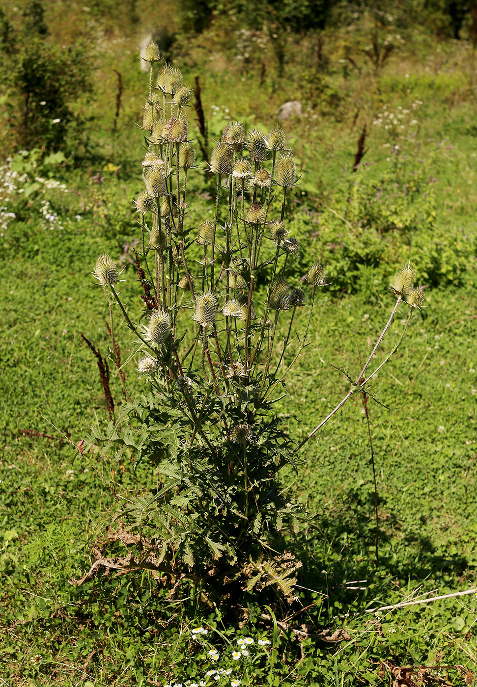 Изображение особи Dipsacus laciniatus.