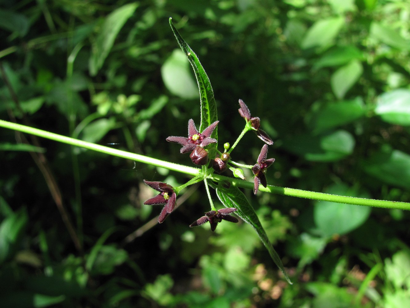 Image of Vincetoxicum scandens specimen.