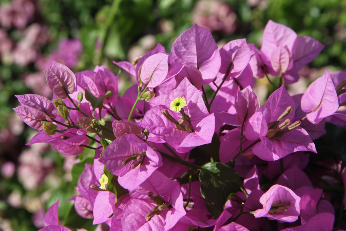 Изображение особи род Bougainvillea.