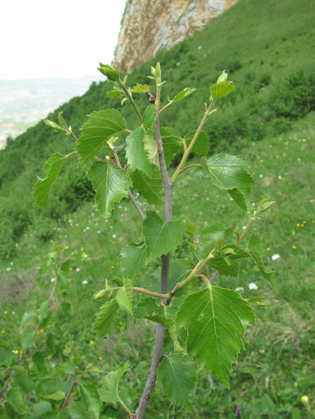 Изображение особи род Betula.