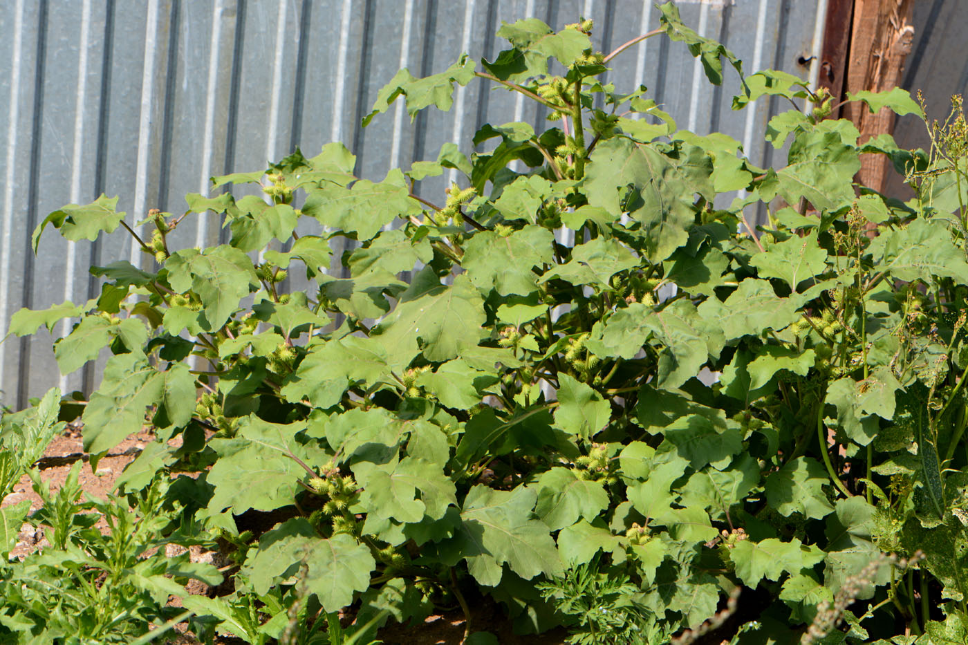 Image of Xanthium orientale specimen.