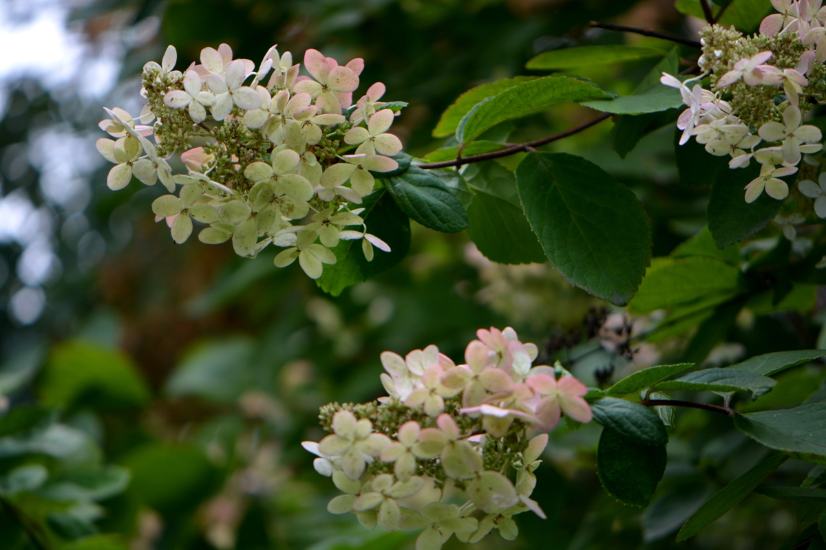 Изображение особи Hydrangea paniculata.