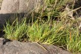 Plantago maritima. Завершающие плодоношение растения. Ленинградская обл., Кингисеппский р-н, окр. дер. Урмизно, мыс Дубовский, близ брошенного поста технического наблюдения 6-й погранзаставы, берег Финского залива, каменистый марш. 25.08.2019.