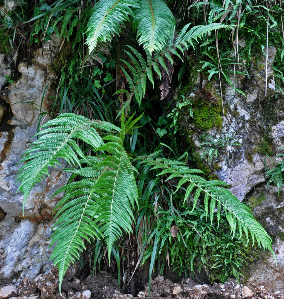 Изображение особи Dryopteris affinis.