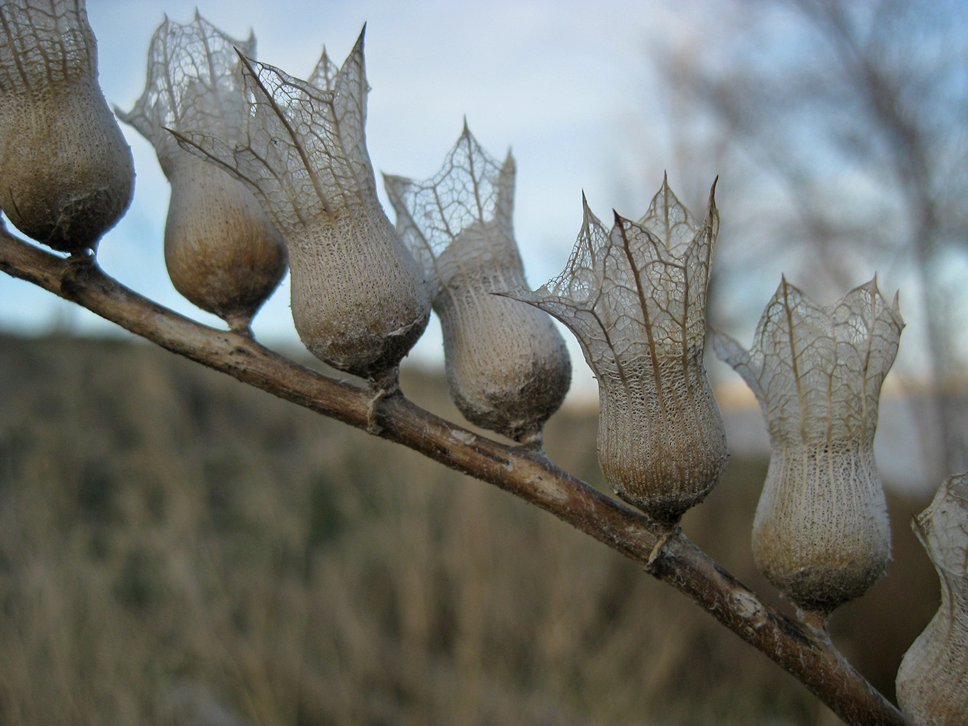 Изображение особи Hyoscyamus niger.