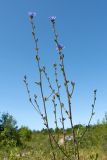 Cichorium intybus