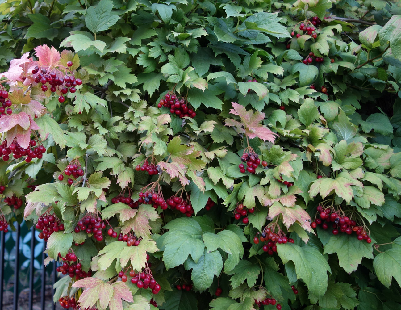 Image of Viburnum opulus specimen.