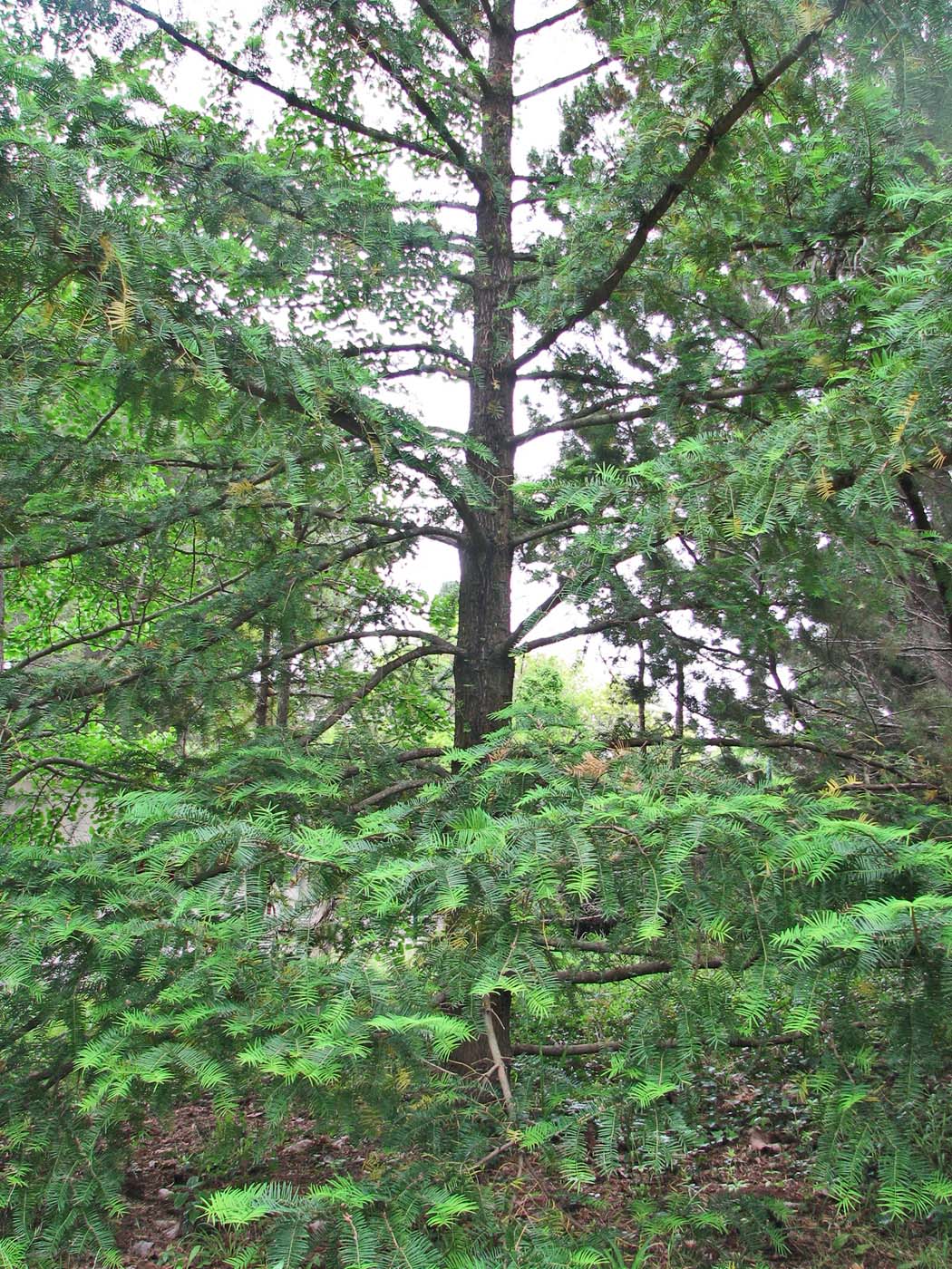 Изображение особи Torreya californica.