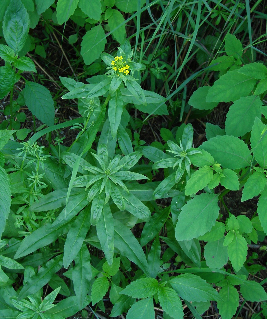 Изображение особи Erysimum cheiranthoides.