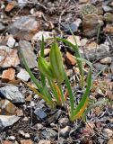 Iris humilis