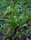 Polygonatum odoratum. Цветущее растение. Алтай, Майминский р-н, гора Малая Синюха, ≈ 1200 м н.у.м., опушка смешанного леса. 09.06.2019.