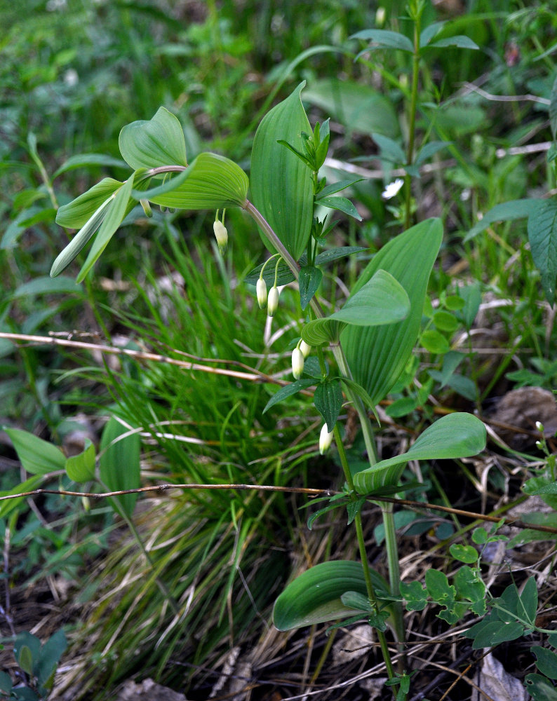 Image of Polygonatum odoratum specimen.