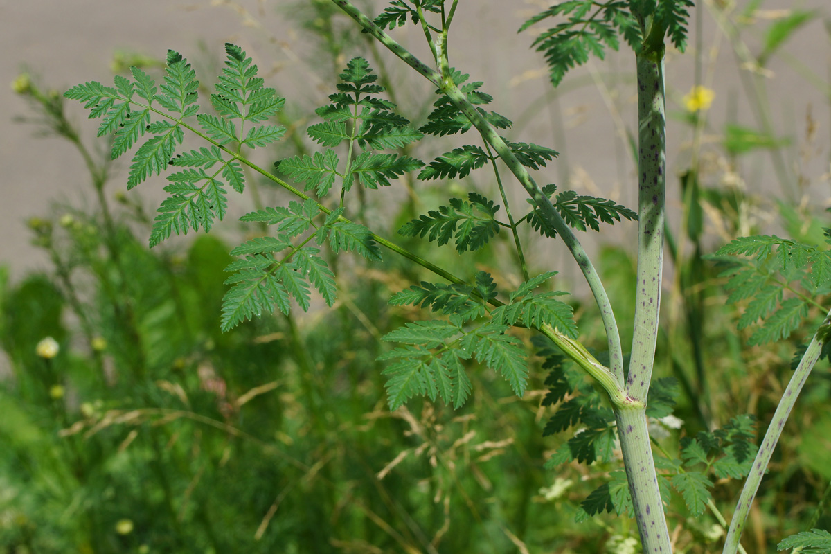 Изображение особи Conium maculatum.