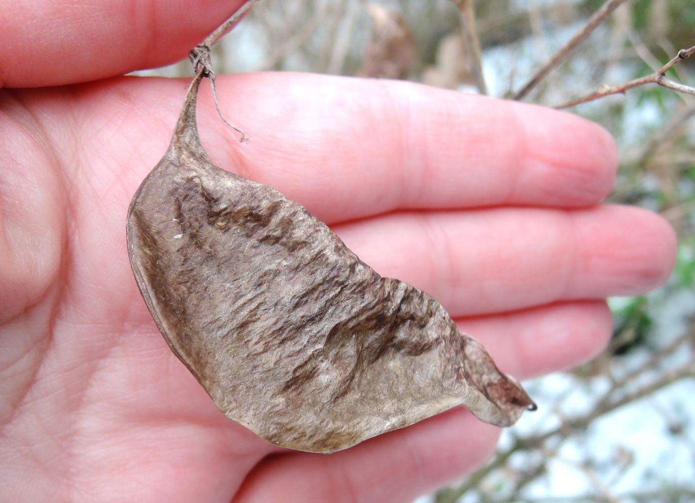 Image of Colutea × media specimen.