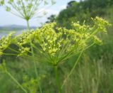 Peucedanum morisonii