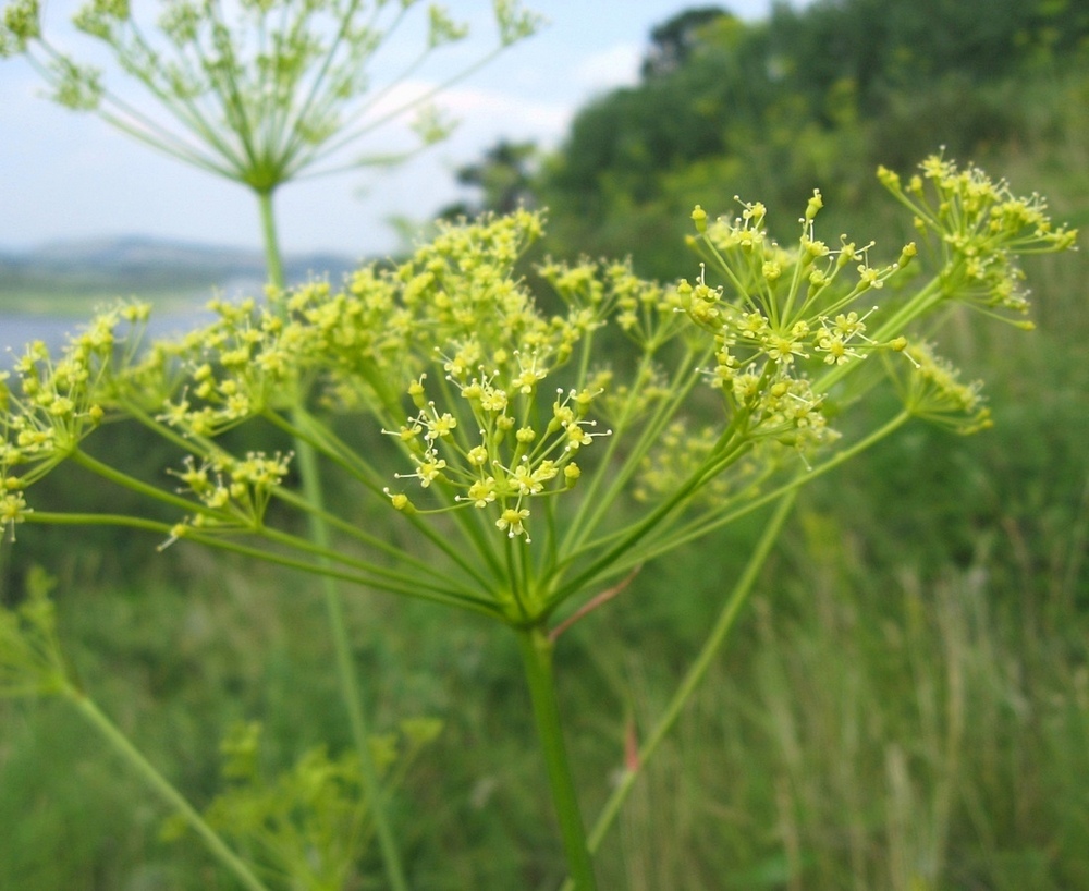 Изображение особи Peucedanum morisonii.