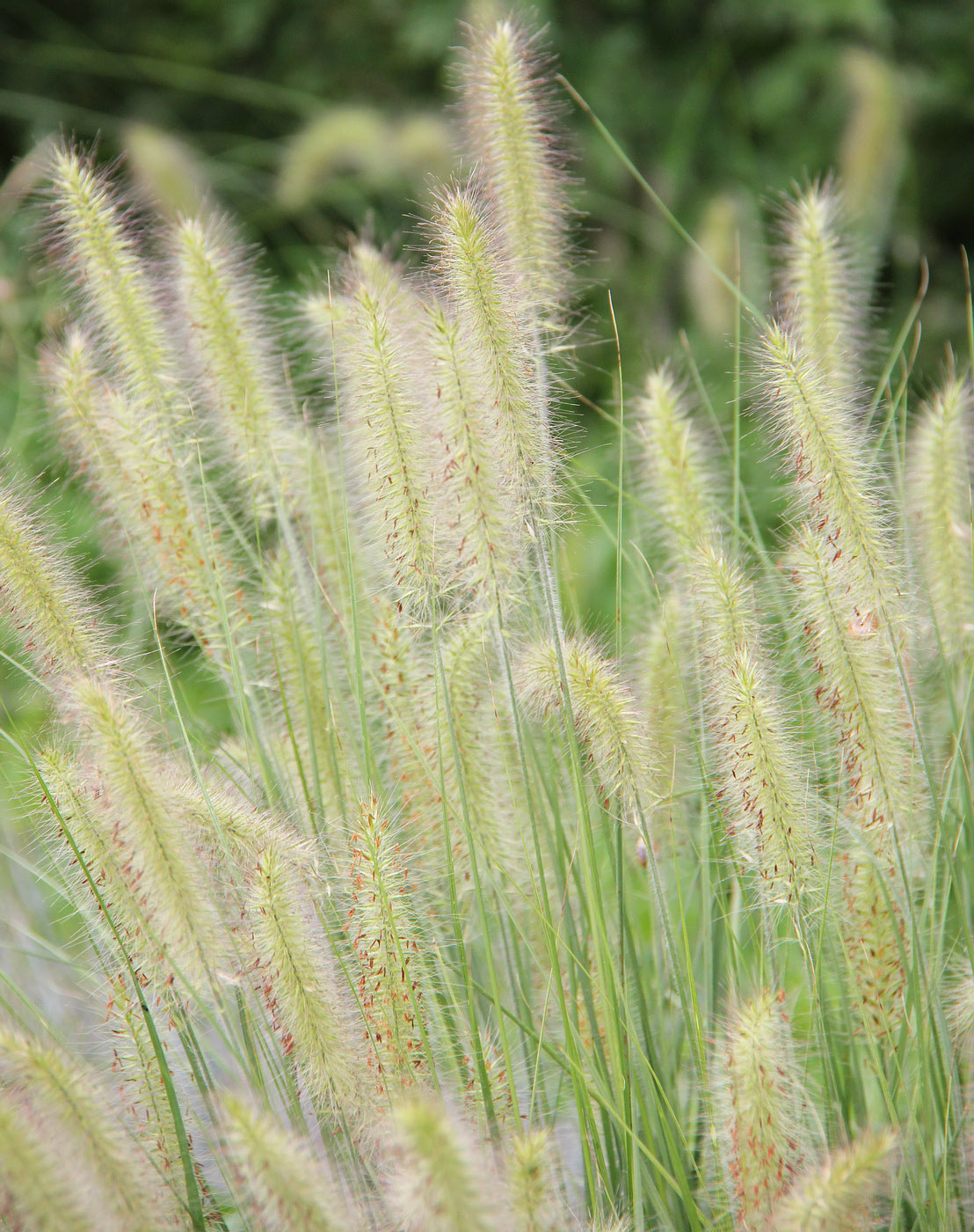 Изображение особи Pennisetum villosum.