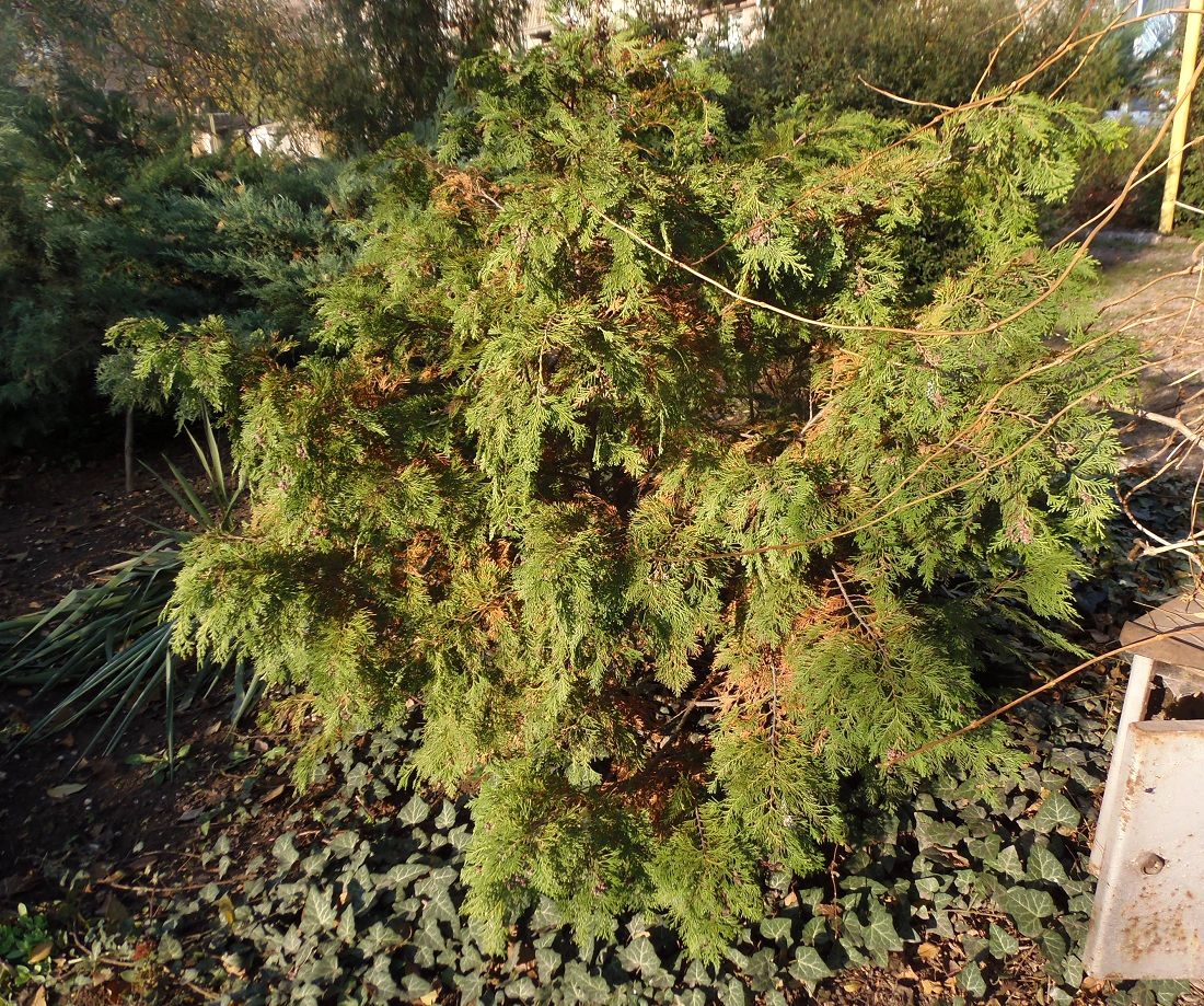 Image of Chamaecyparis nootkatensis specimen.