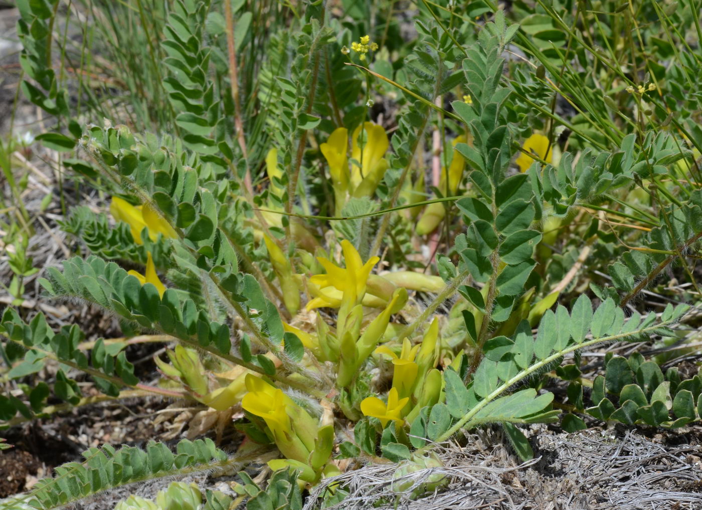 Изображение особи Astragalus schanginianus.