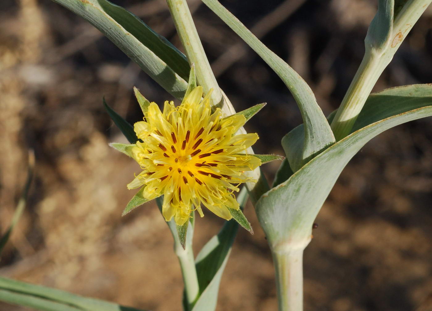 Изображение особи Tragopogon dubianskyi.