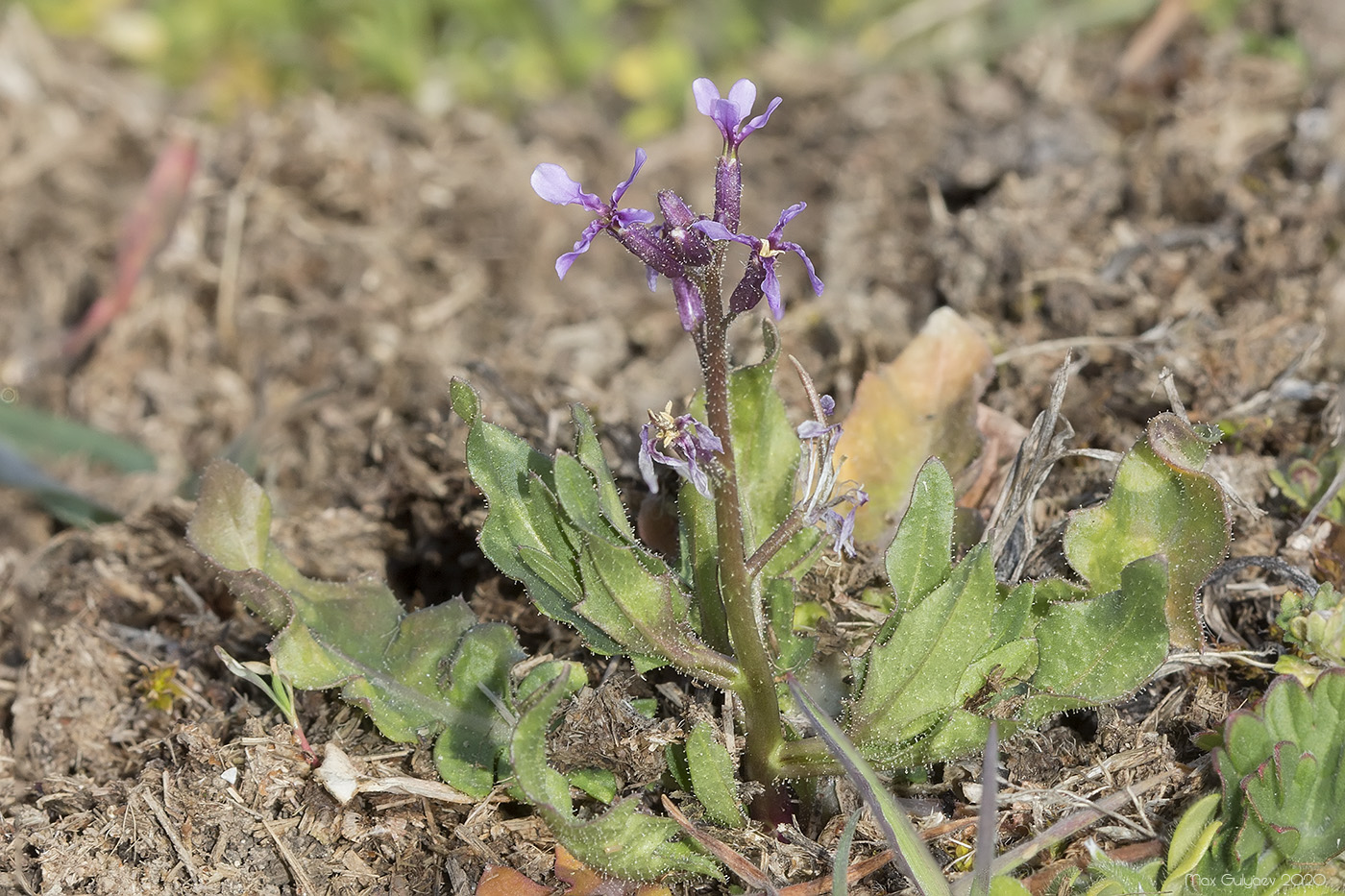 Изображение особи Chorispora tenella.