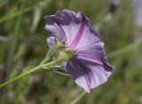 Convolvulus cantabrica