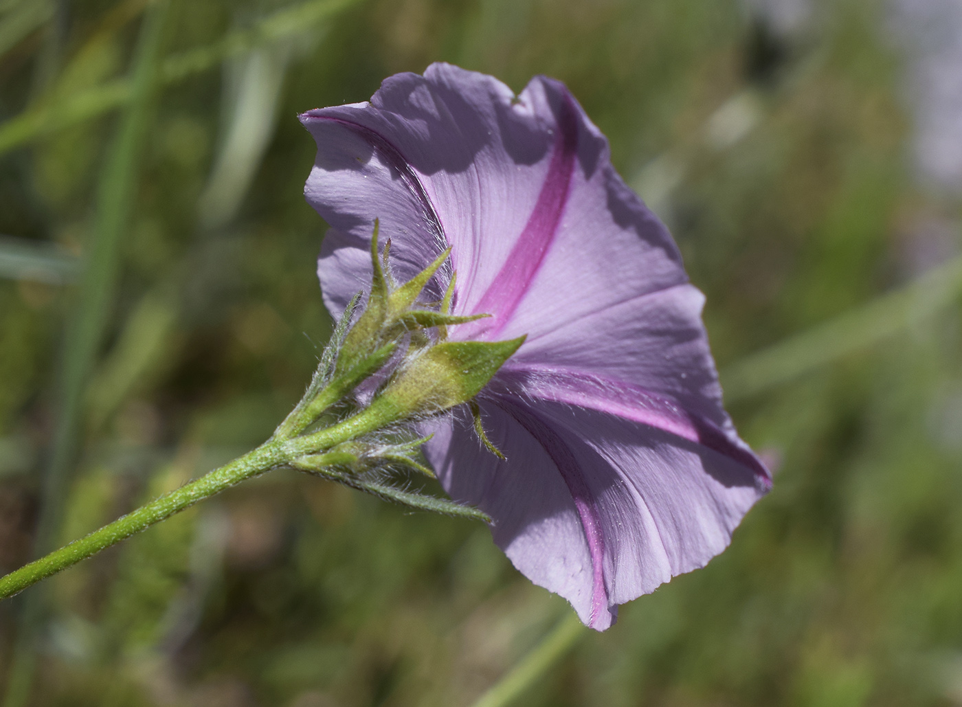 Image of Convolvulus cantabrica specimen.