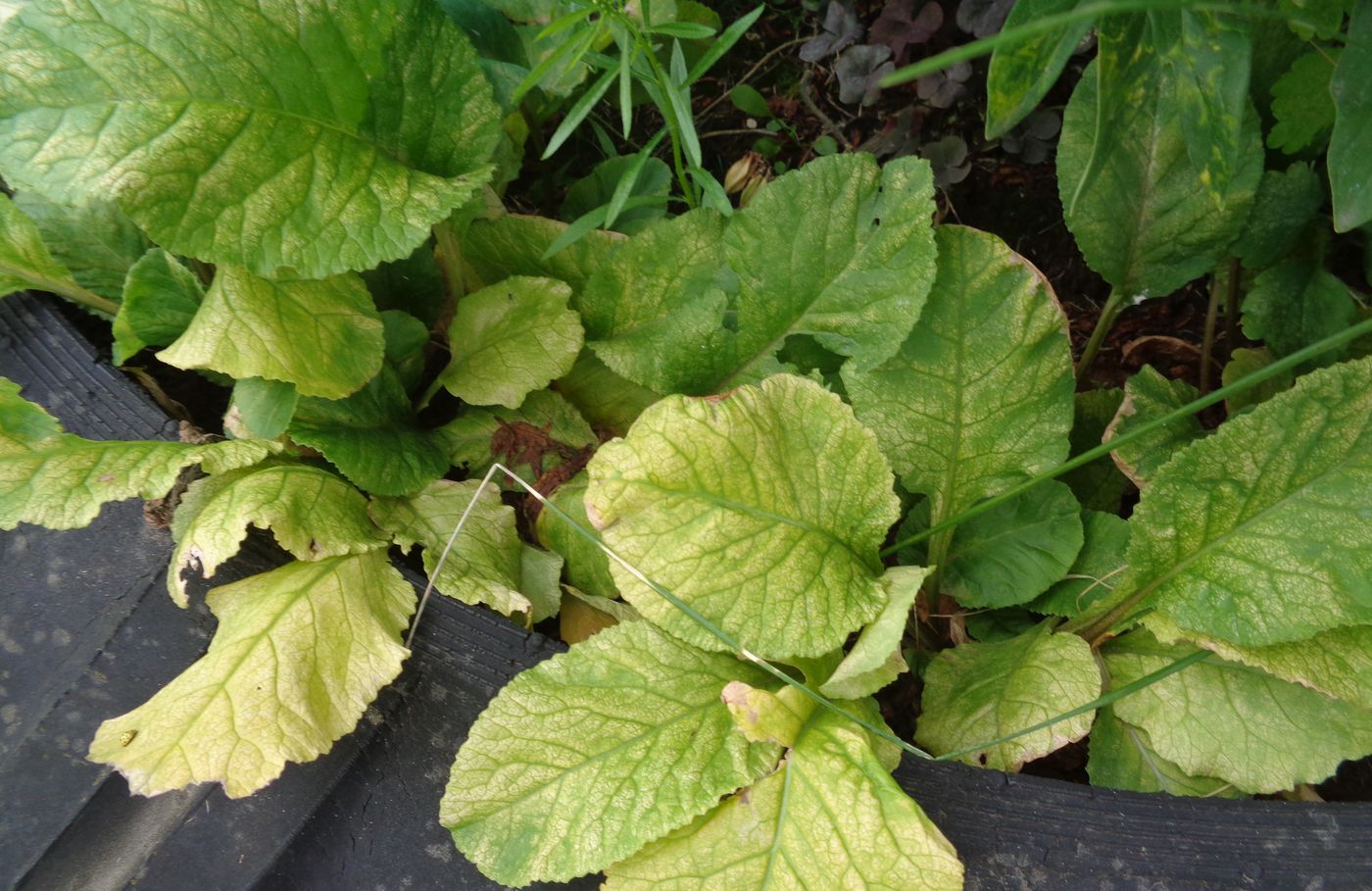 Image of Primula &times; polyantha specimen.