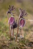 Pulsatilla pratensis