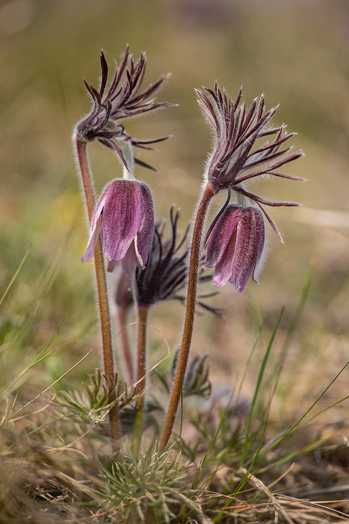 Изображение особи Pulsatilla pratensis.