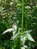 Valeriana wolgensis