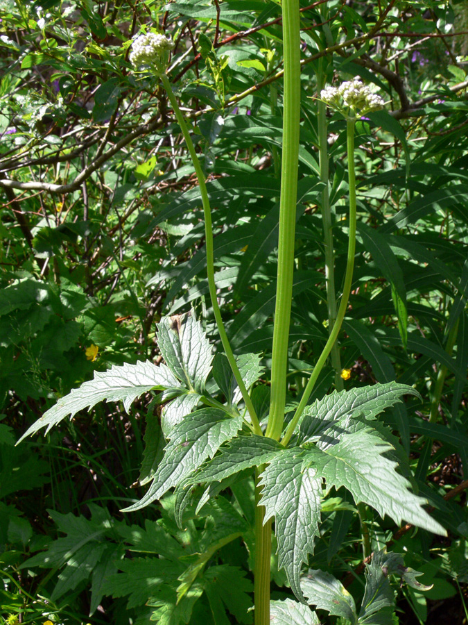 Изображение особи Valeriana wolgensis.