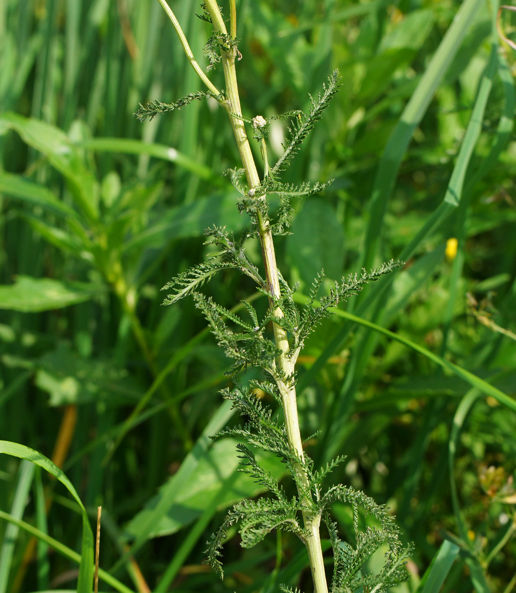 Image of Achillea millefolium specimen.