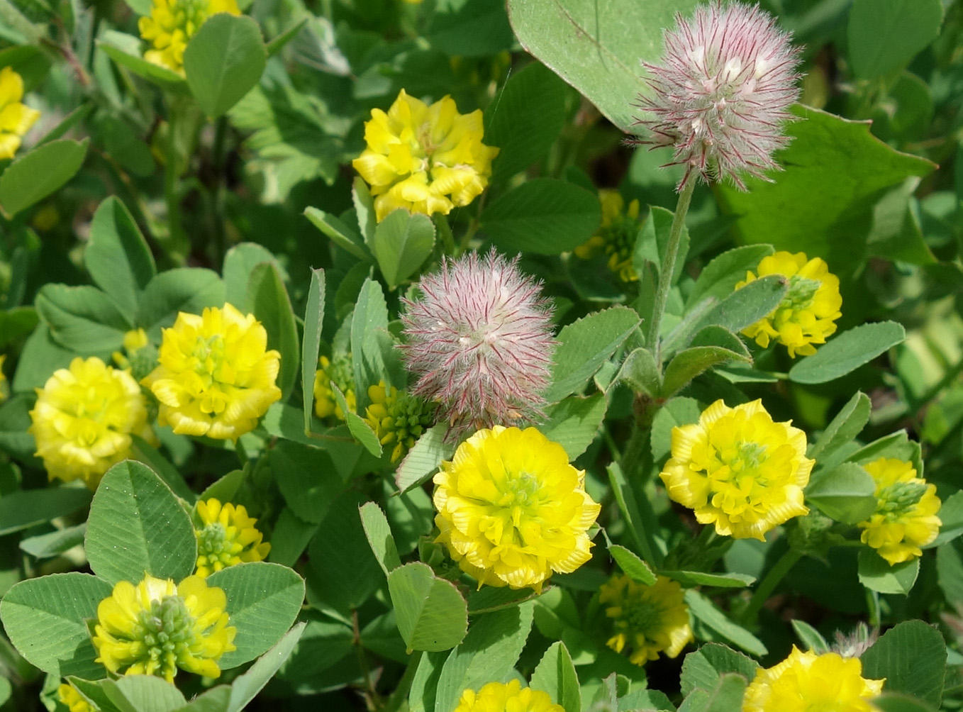 Image of Trifolium campestre specimen.