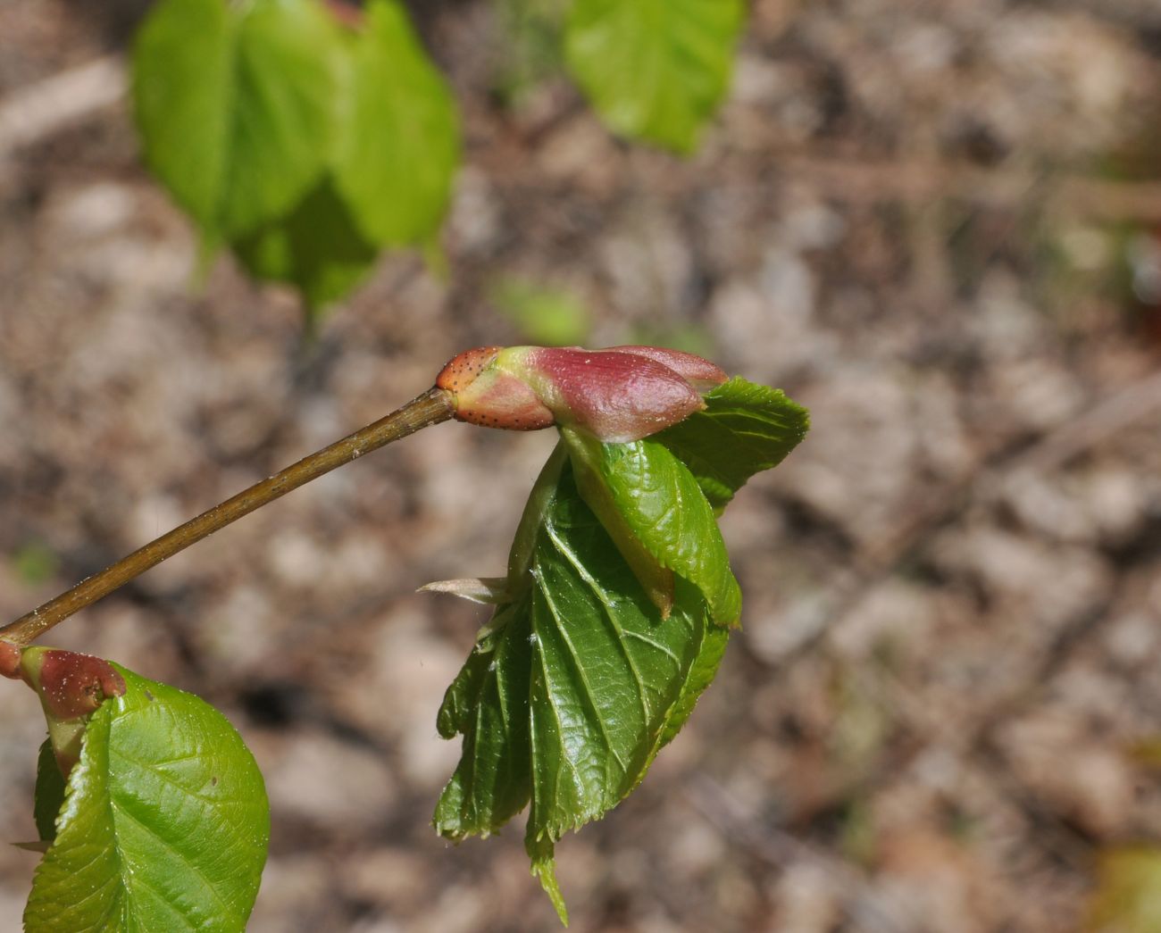 Изображение особи Tilia cordata.