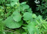 Ligularia fischeri