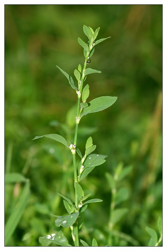 Image of Polygonum aviculare specimen.