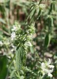 Stachys annua. Часть побега цветущего растения. Крым, Бахчисарайский р-н, окр. с. Холмовка, обочина грунтовой дороги вдоль поля. 28.06.2020.