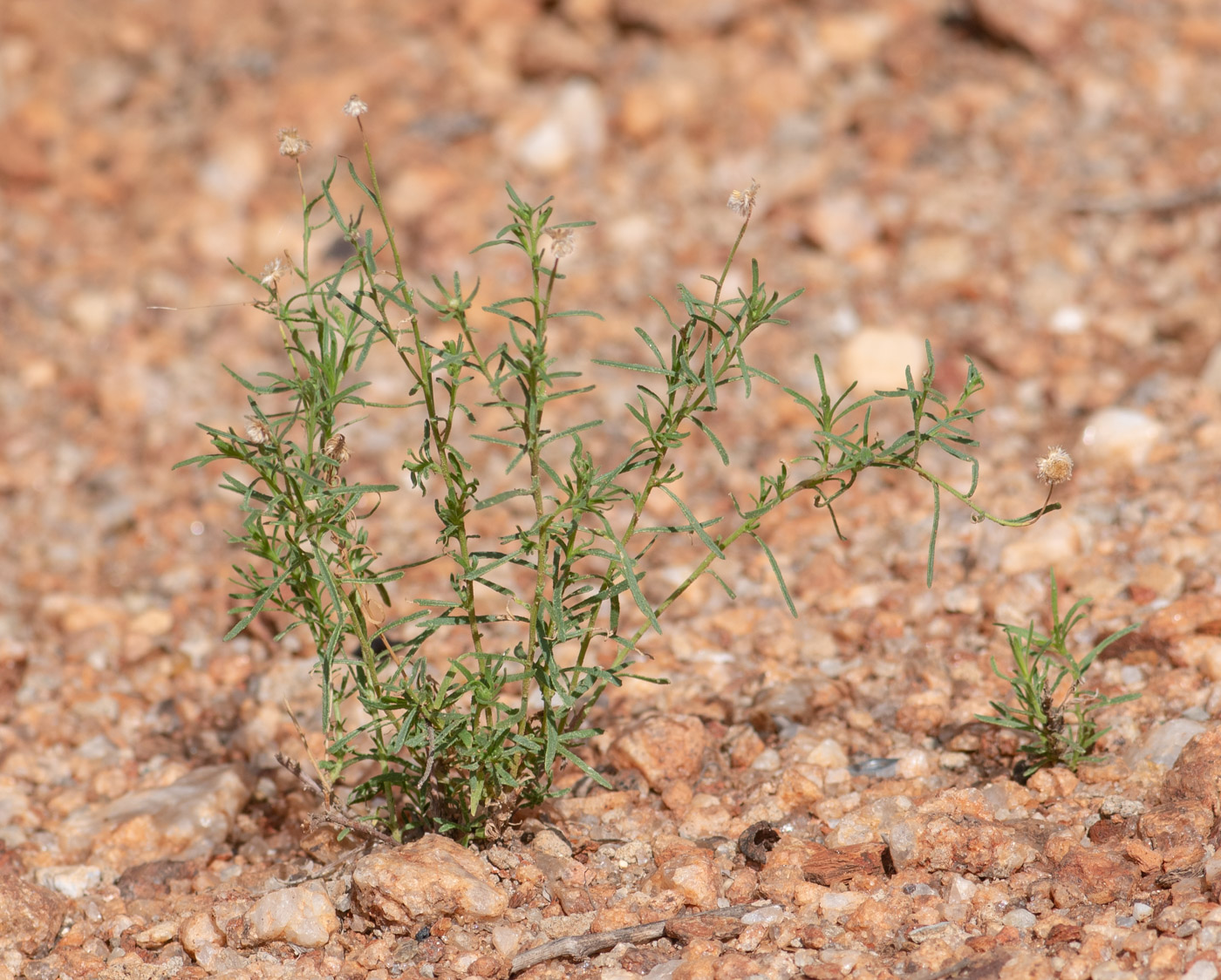 Image of Nolletia tenuifolia specimen.