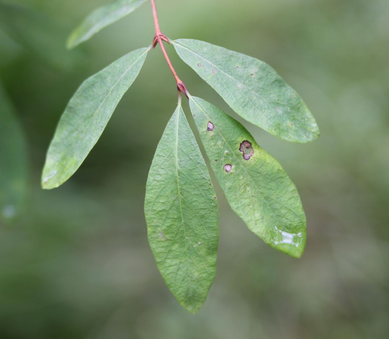 Image of Lonicera altaica specimen.